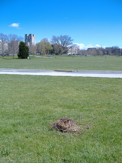 Empty nest on the drillfield